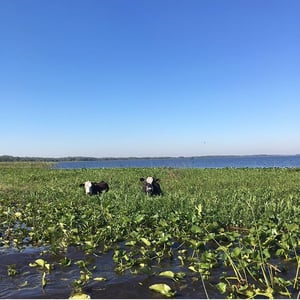 Orlando airboat tours