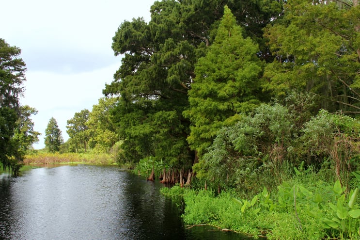 The Everglades