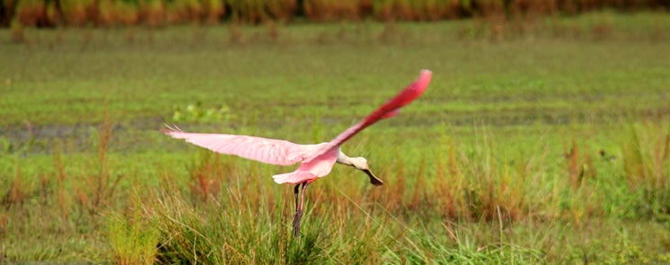 birds at Wild Florida