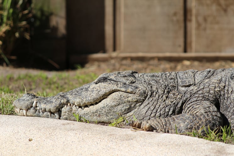 crocodiles in Florida