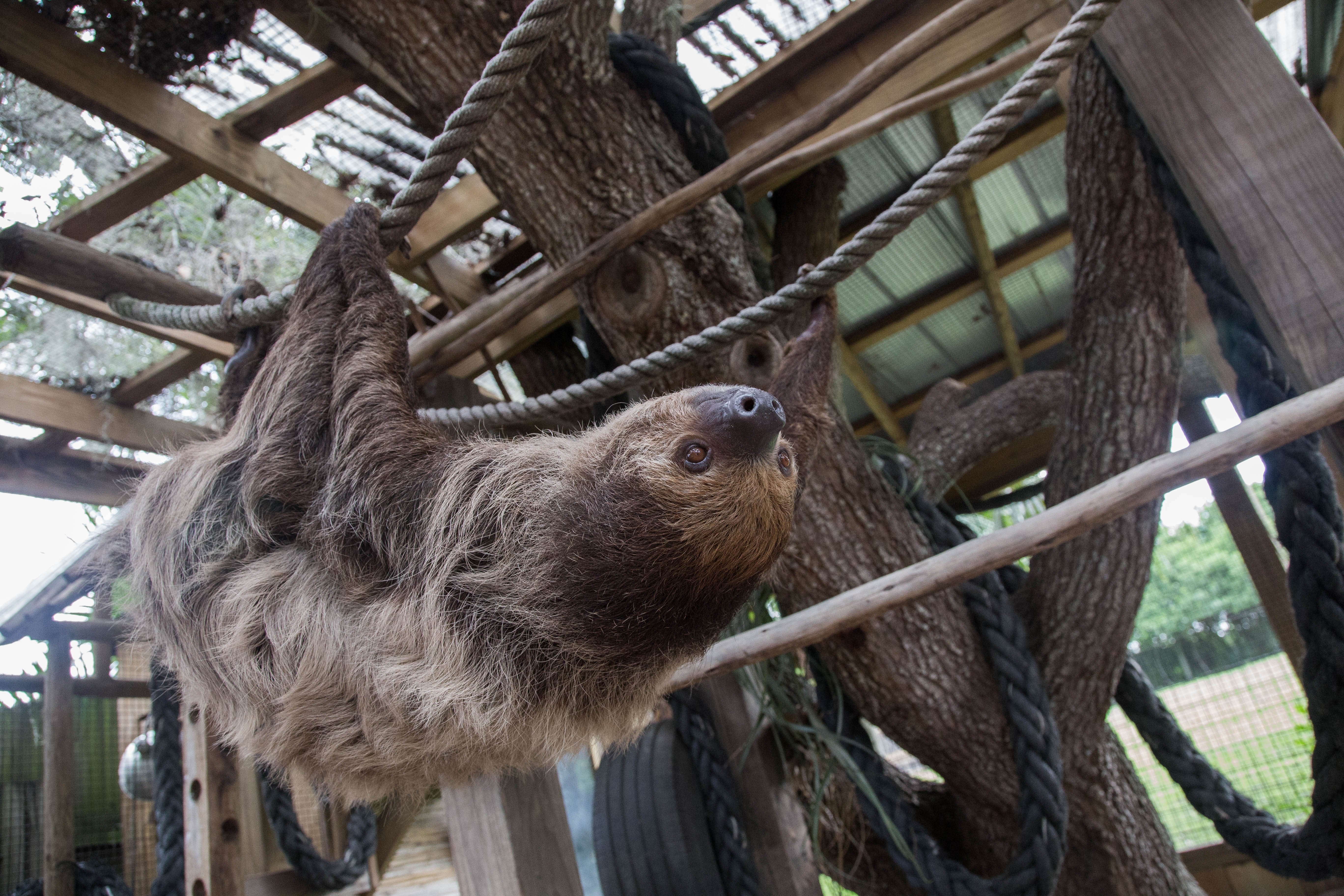 What Eats Sloths? A Guide to Sloth Predators in the Wild