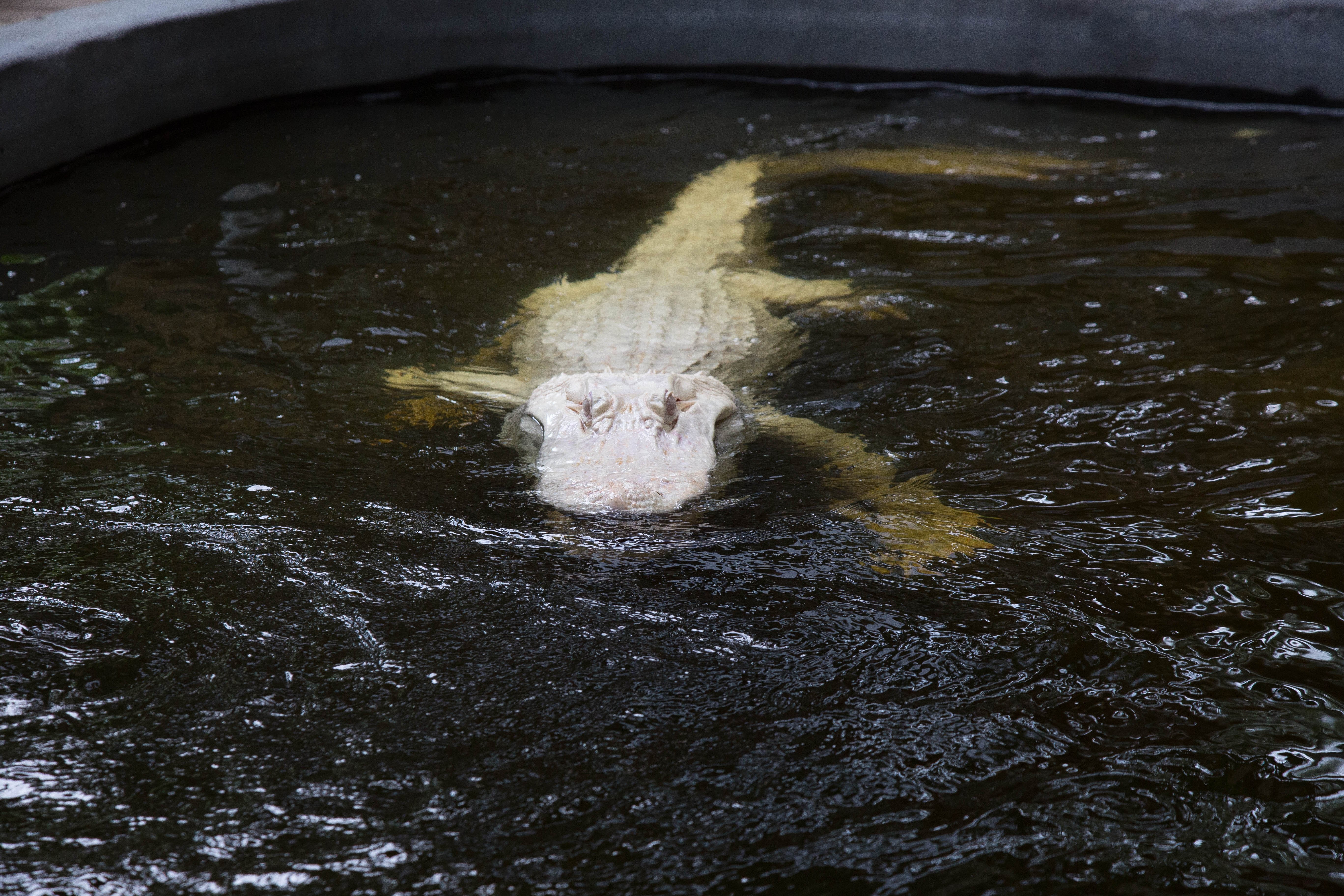 albino alligators at Wild Florida
