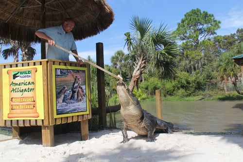 gator feeding