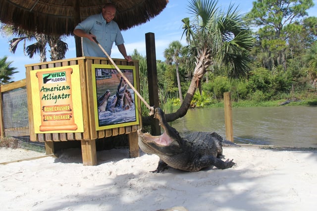 Wild Florida alligator