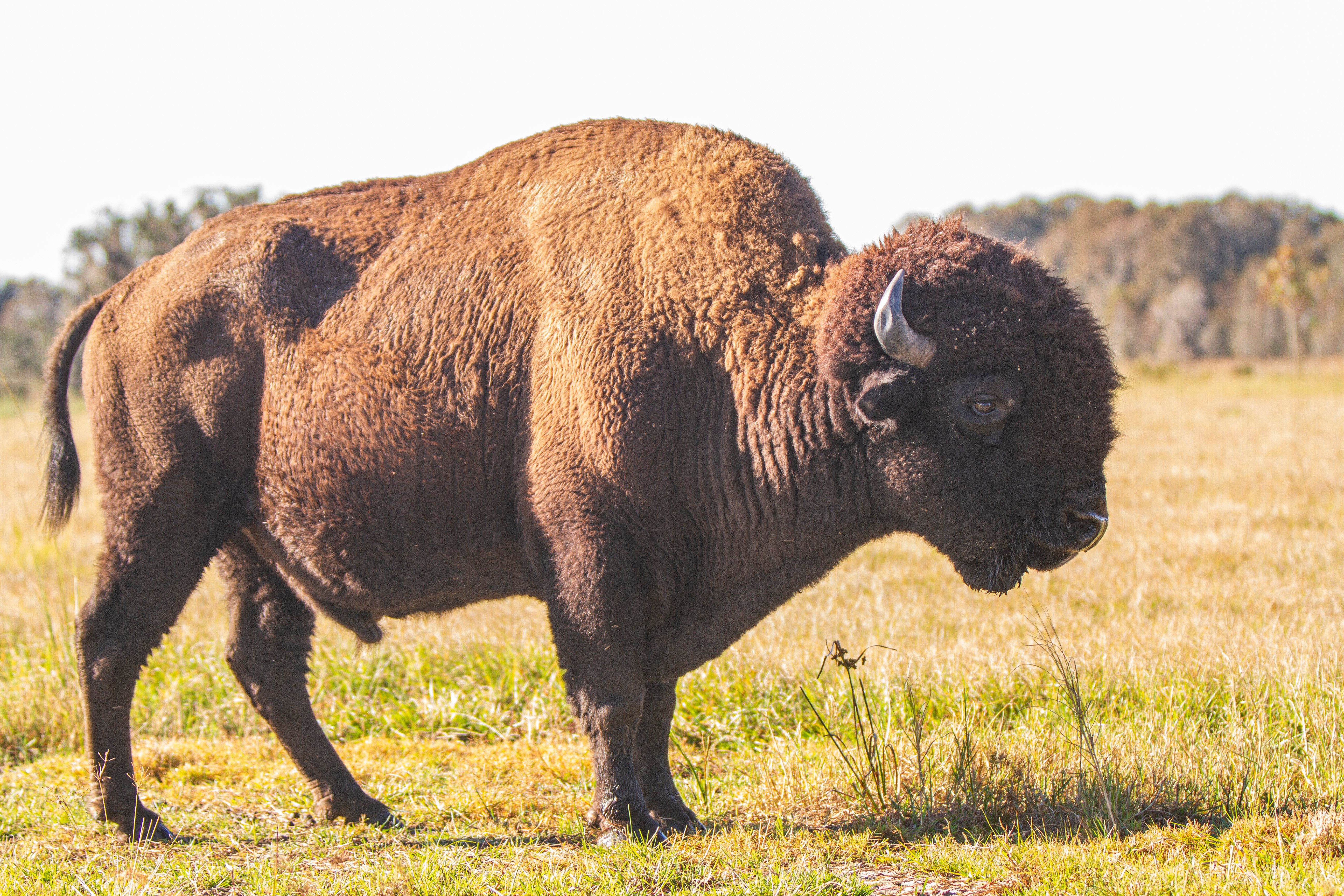 9 exotic animals you can see in our drive-thru Safari Park 9 exotic animals you can see in our drive-thru Safari Park