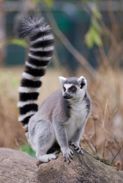 Why the lemur is the hype man of the animal kingdom