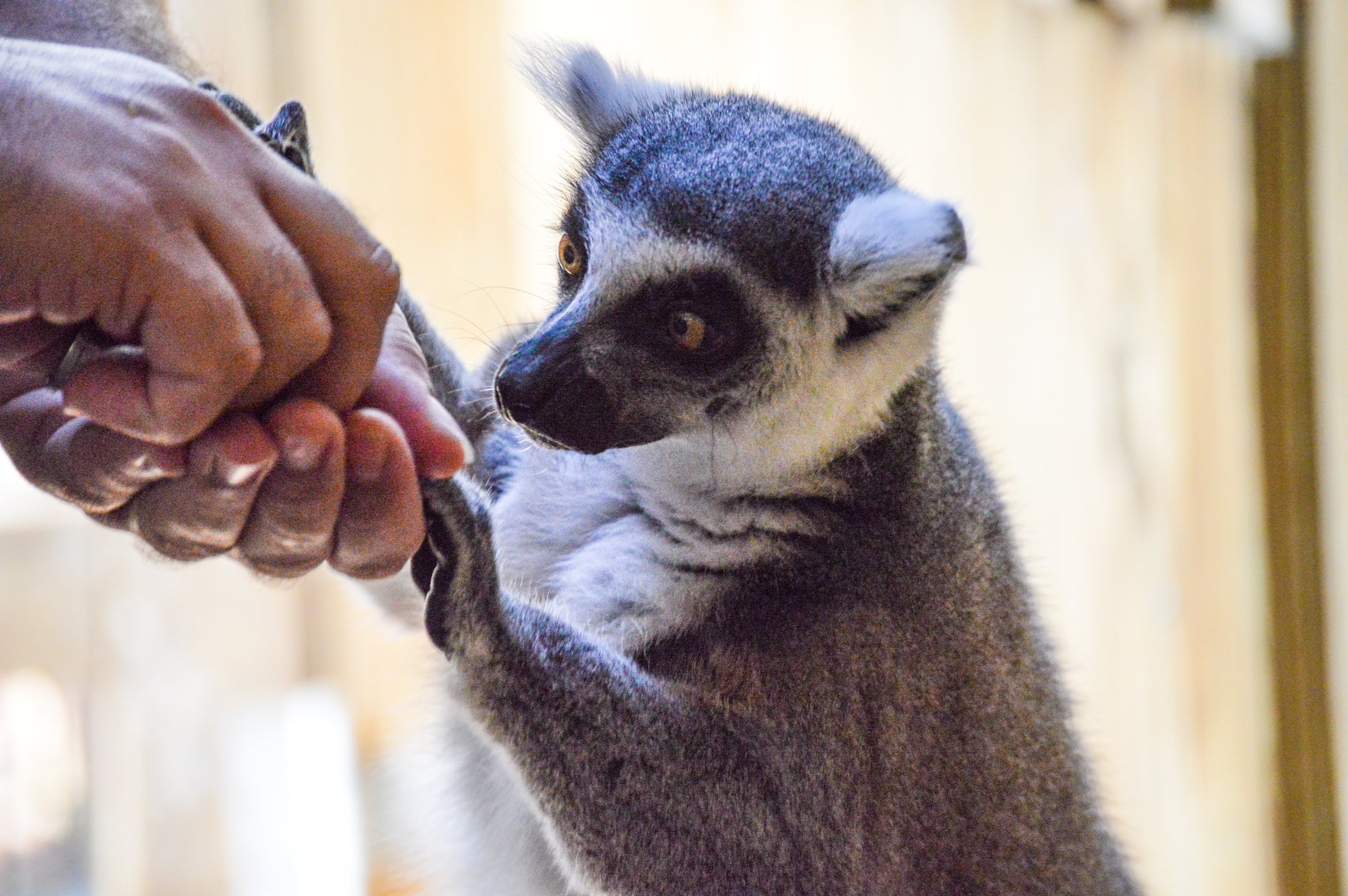 Why a lemur encounter at Wild Florida might be the best thing ever