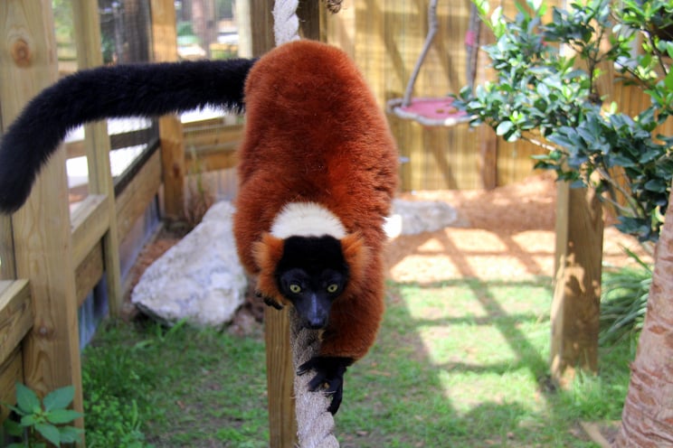 Leo the lemur