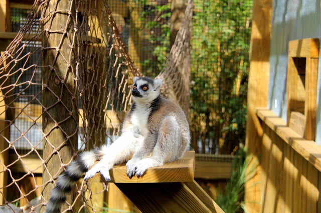 Lola ring-tailed lemur at Wild Florida