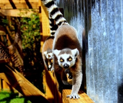 Ring-tailed lemurs at Wild Florida