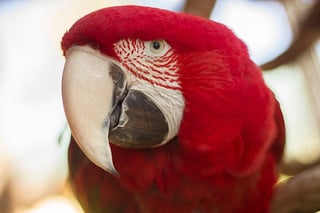 Macaw at Wild Florida's macaw aviary