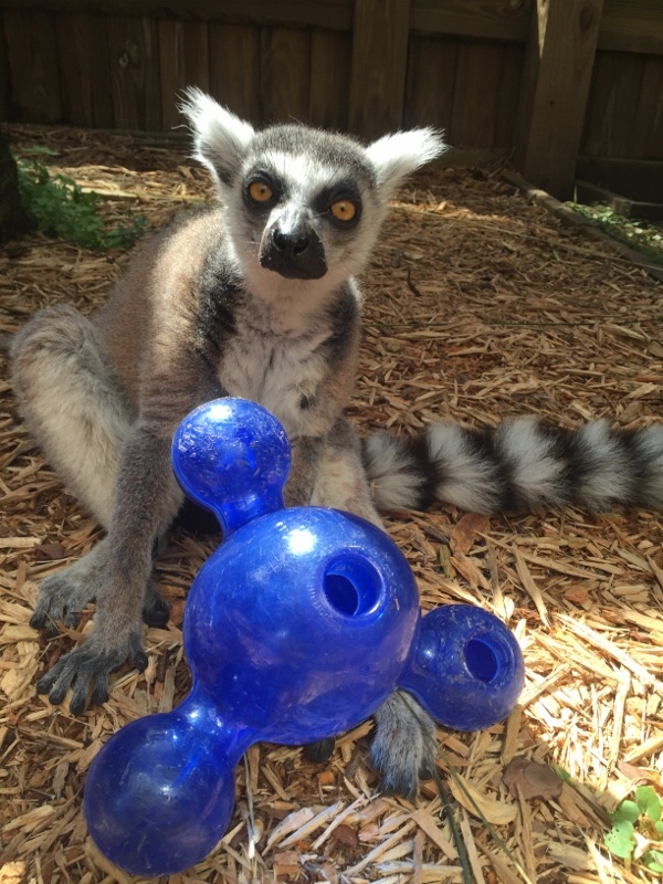 Animals playing with toys on sale