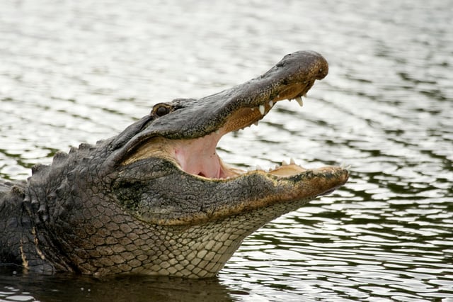Alligators in Florida with His Mouth Open