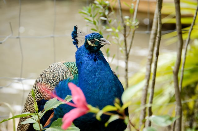 Peacock walks around Wild Florida wildlife park