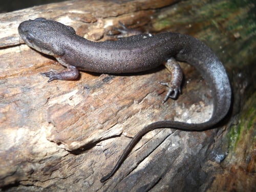 Peninsula Newt