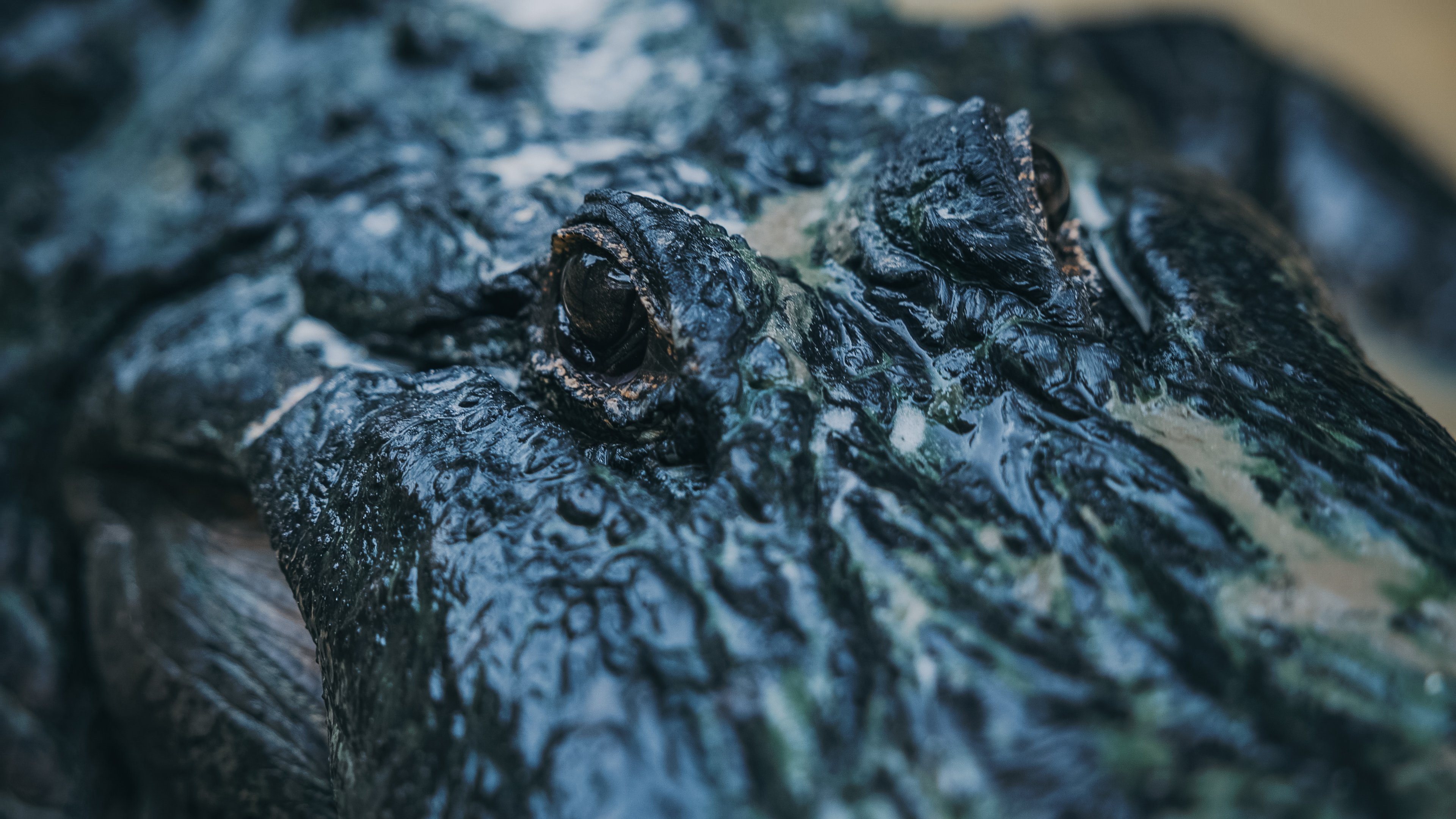 A Florida Gator up close at Wild Florida.