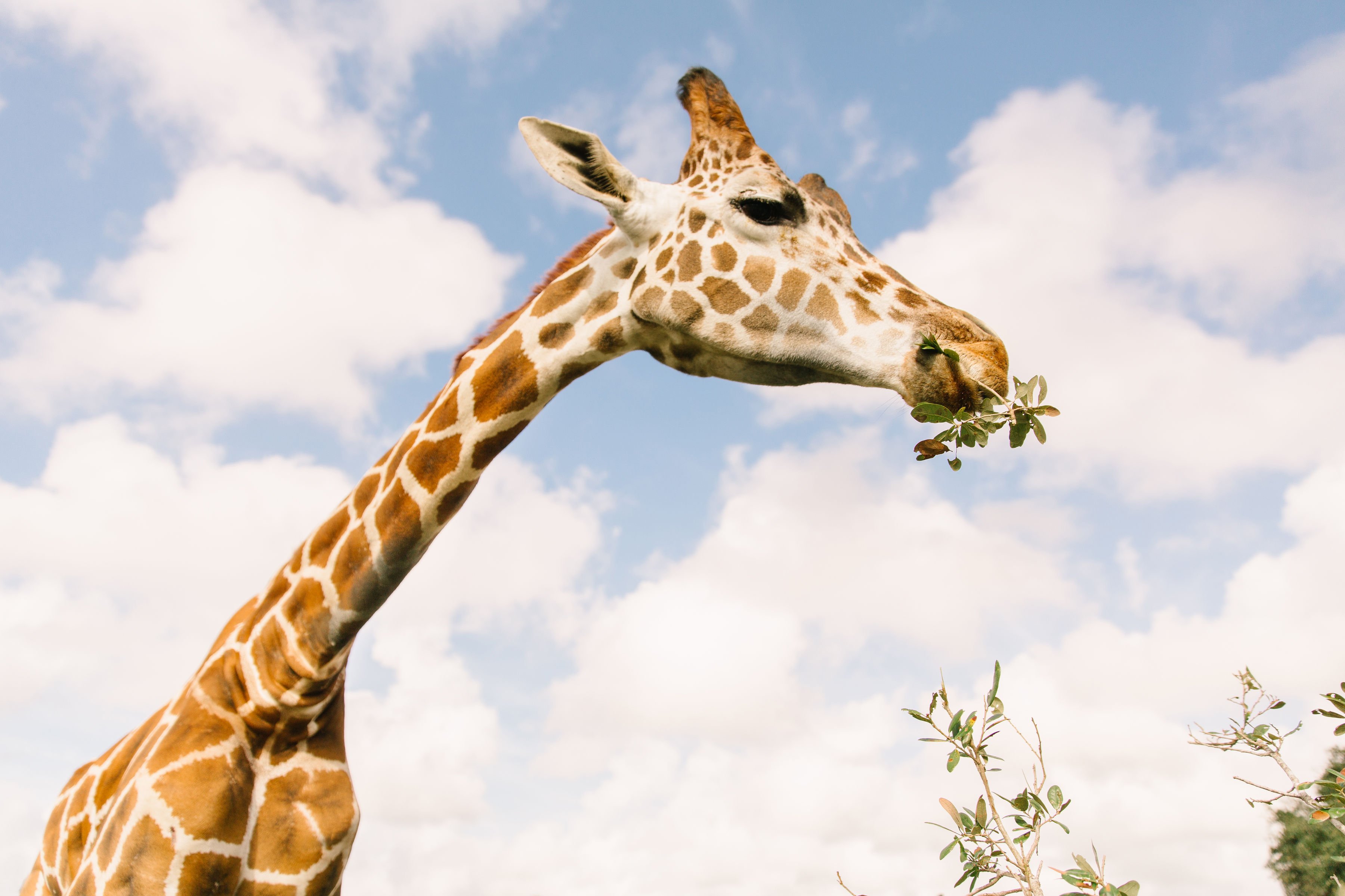 giraffe encounter
