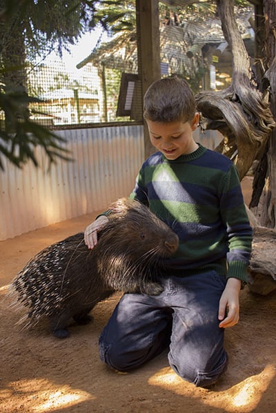 Porcupine Encounter2