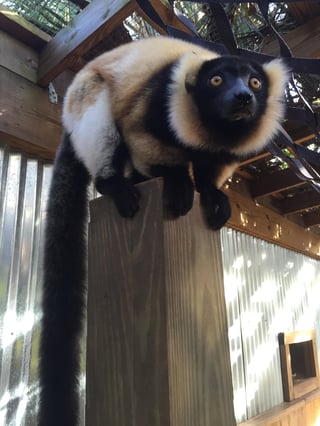 Red-ruffed lemur