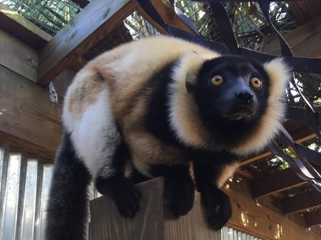 Rain the lemur at Wild Florida