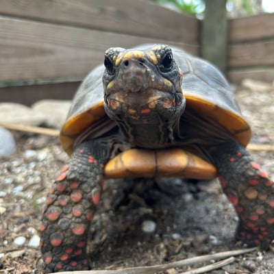 Close-up of a red-footed tortoise at Wild Florida, showing its orange-spotted legs and detailed facial features.