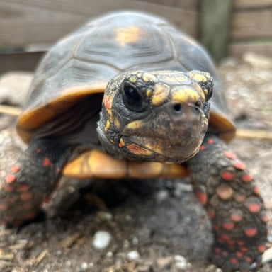 Red-footed tortoise walking towards the camera at Wild Florida Adventure Park.