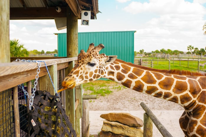 Leroy, the reticulated giraffe painting through a fence at Wild Florida Drive-thru Safari Park.