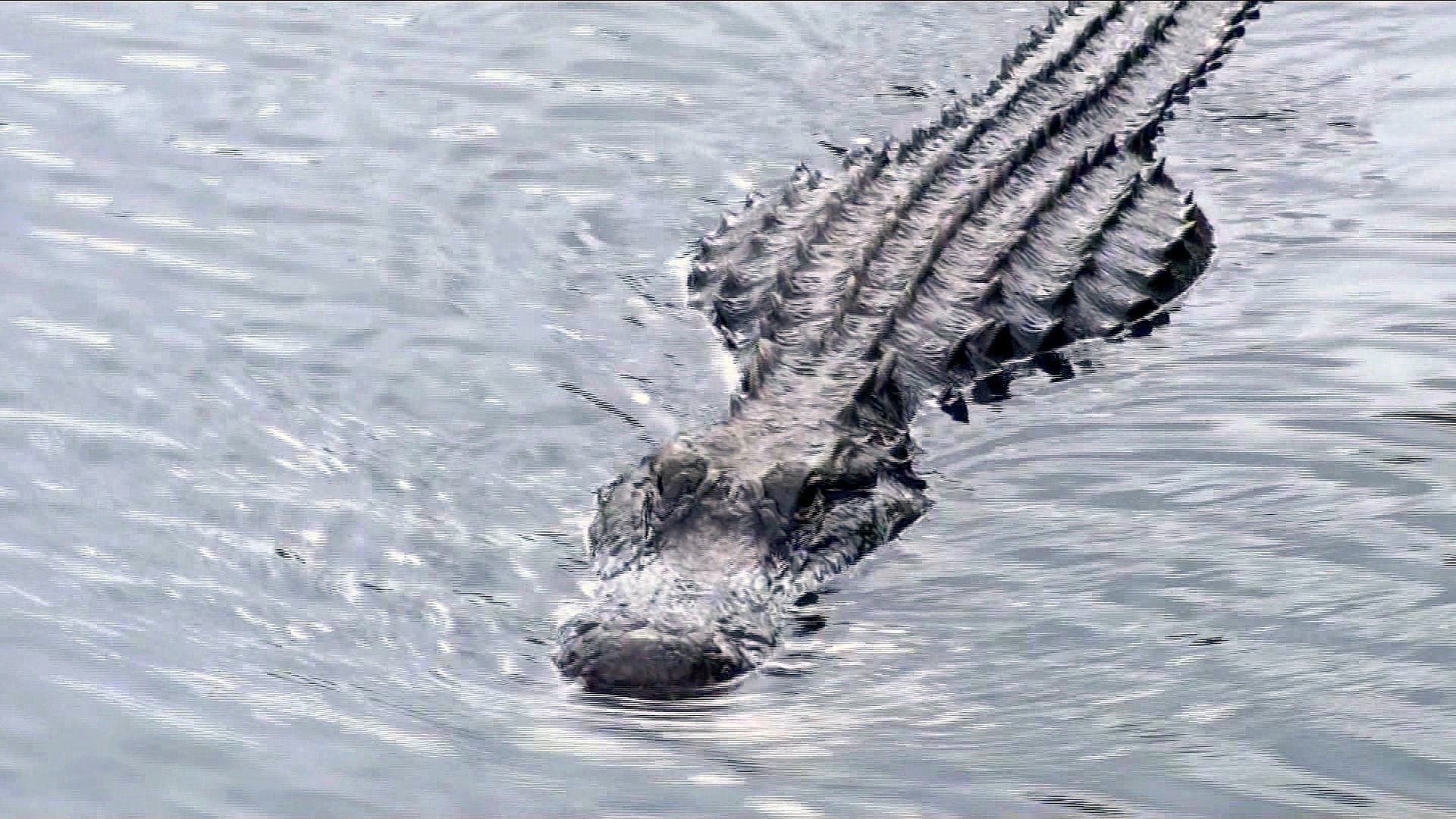 Alligator gliding through the water at Wild Florida, with only its head and back visible above the surface.