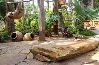 Sloth and iguana at Wild Florida Wildlife Park Sloth and iguana at Wild Florida Wildlife Park