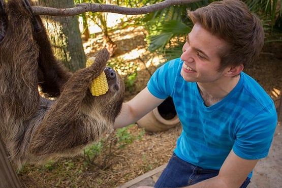sloth encounter