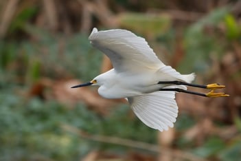 Snowy Egret