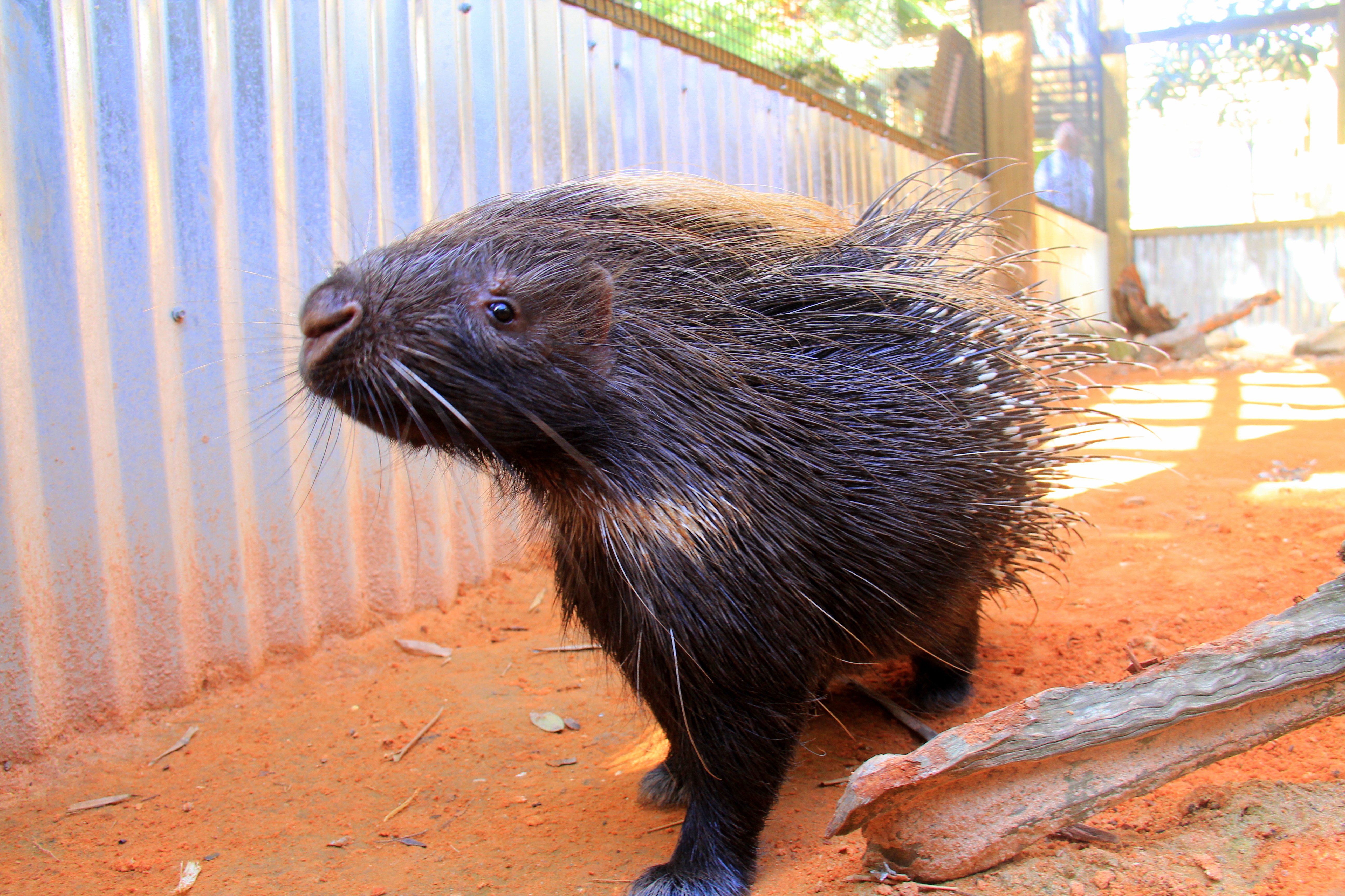A close-up of a porcupine standing on reddish dirt inside an enclosure at Gator Park, its dark quills raised slightly and catching the light. The image shows the texture and density of its quills, helping illustrate how porcupines use them for defense.