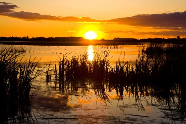 Sunset at the swamp