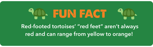 Green graphic with two cartoon tortoises and the text, “Fun Fact: Red-footed tortoises’ ‘red feet’ aren’t always red and can range from yellow to orange.”