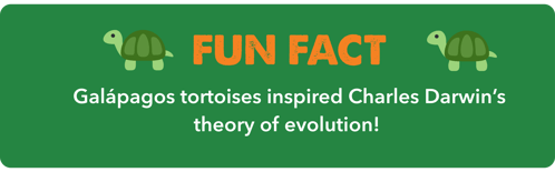 Green graphic with two cartoon tortoises and text that reads: “Fun Fact: Galápagos tortoises inspired Charles Darwin’s theory of evolution!”