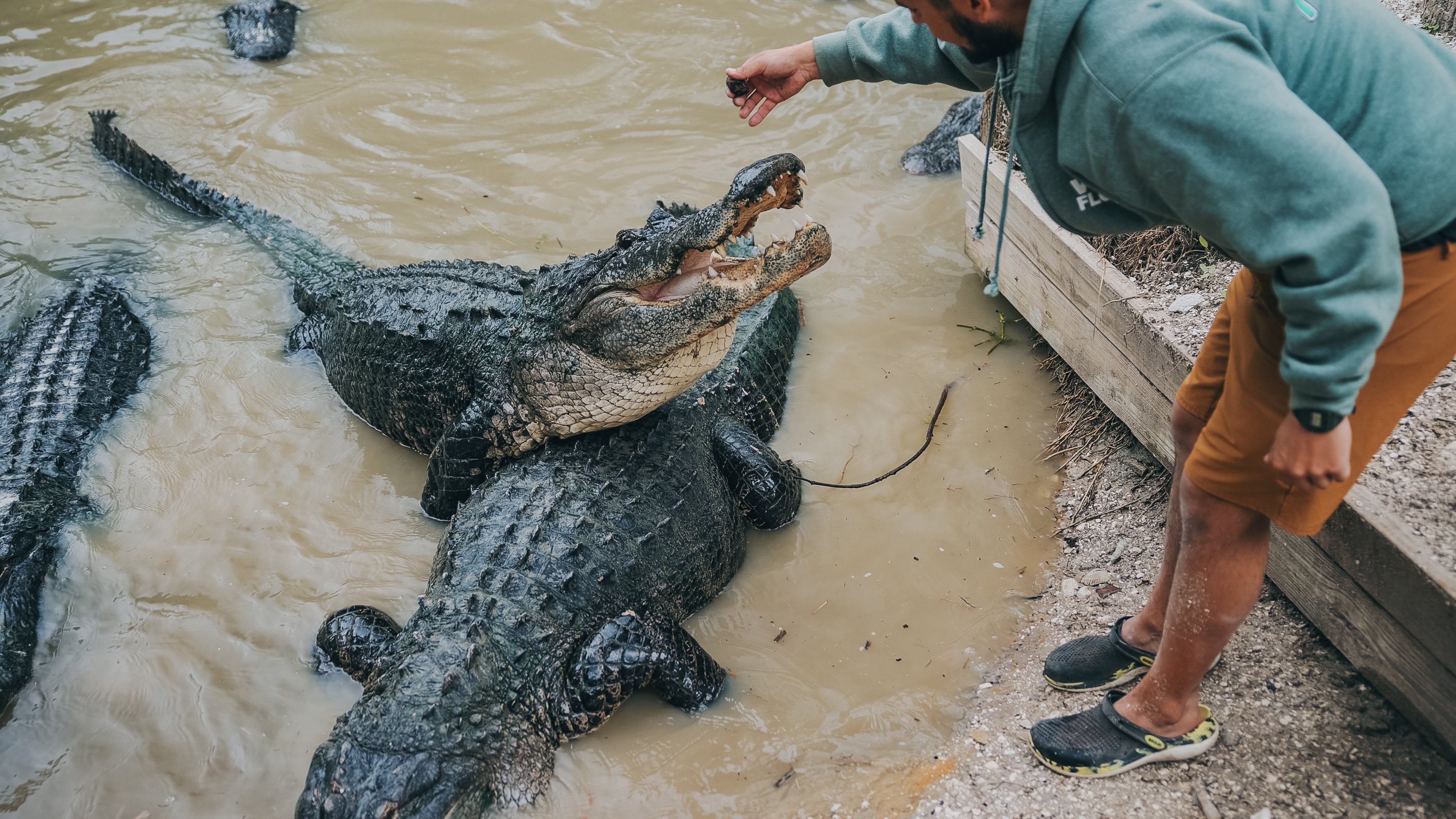 Croc Squad member feeding alligators at Wild Florida Gator, with several large gators gathered at the water’s edge.
