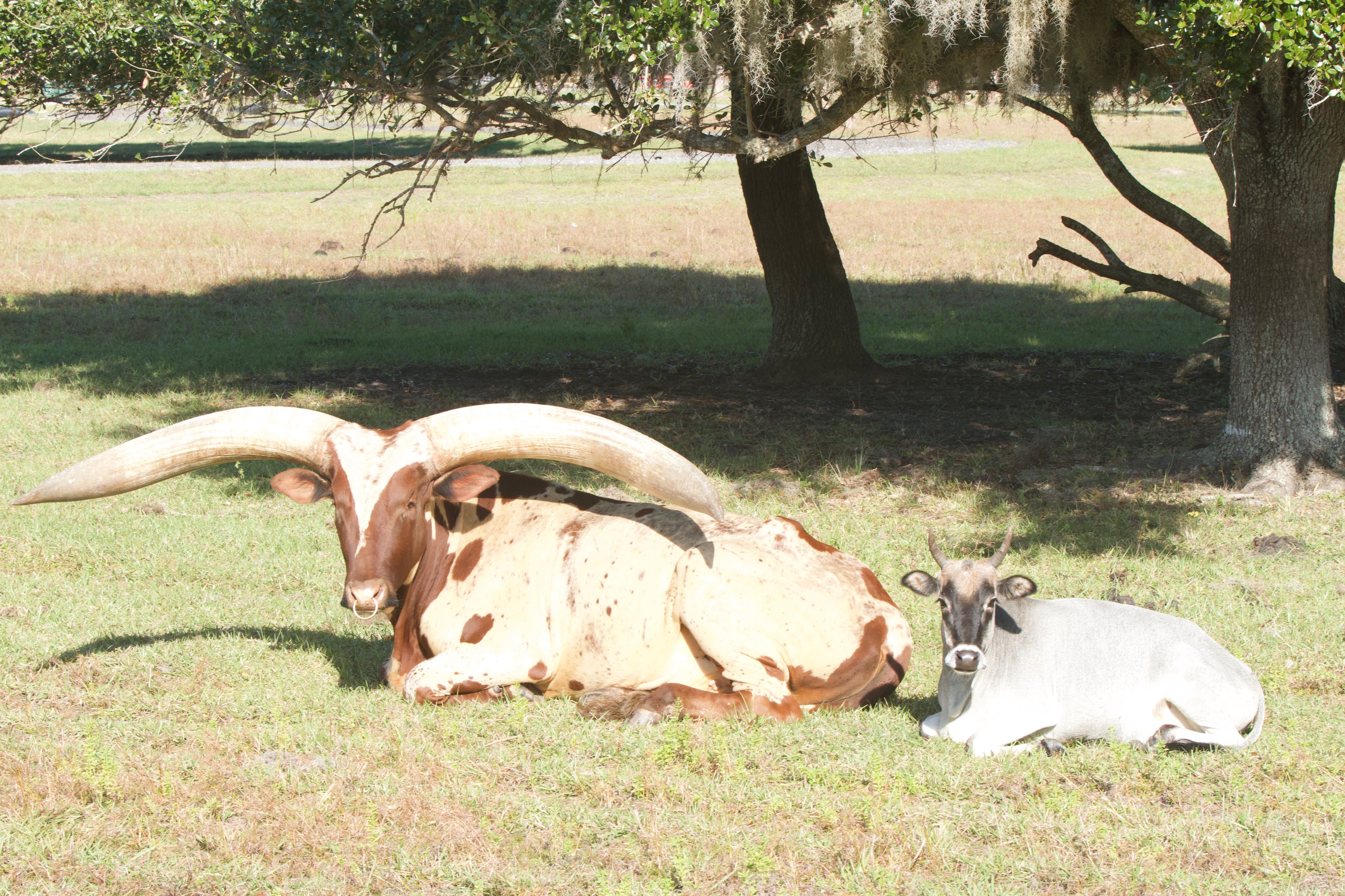 Watusi at Wild Florida