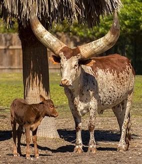 Watusi