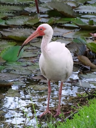 White Ibis 