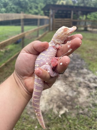 A Baby Albino Alligator 