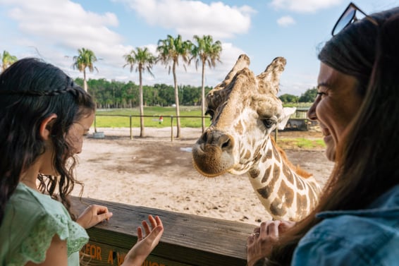 Wild Florida - Safari - Giraffe Encounter-15