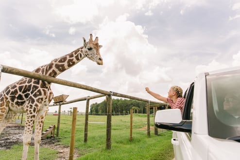 Girl in a car waving at a giraffe