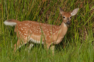 deer can be seen on your central florida airboat ride