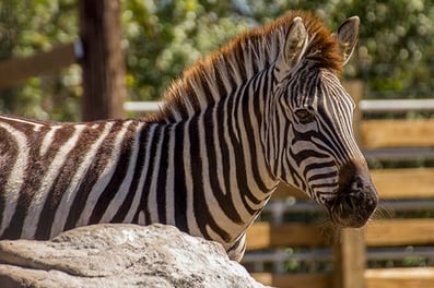 Zebra Zebra