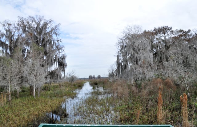 Orlando airboat ride