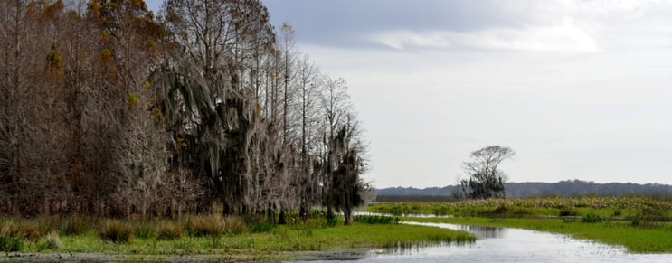 airboat_scene-172250-edited.jpeg