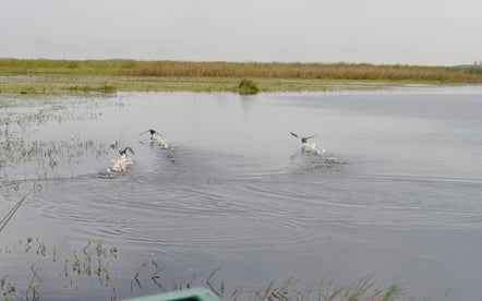 orlando airboat rides