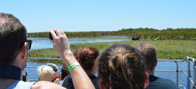 Guest getting a glimpse of a large cow while on airboat tour in Orlando at Wild Florida