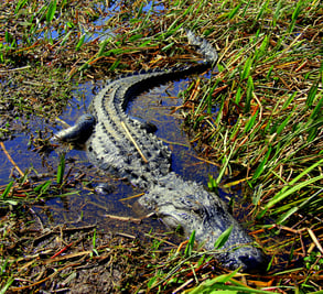 Alligator at Wild Florida