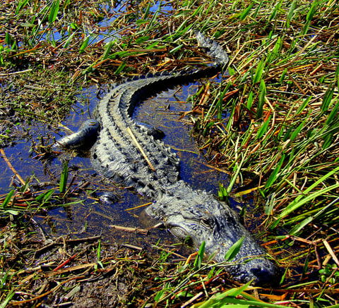 central florida airboat ride